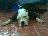 pitbull.png image by ethanpatrick